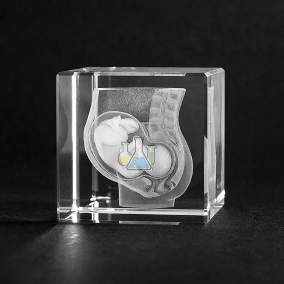 Lower Abdomen with Baby 3D Model in Glass